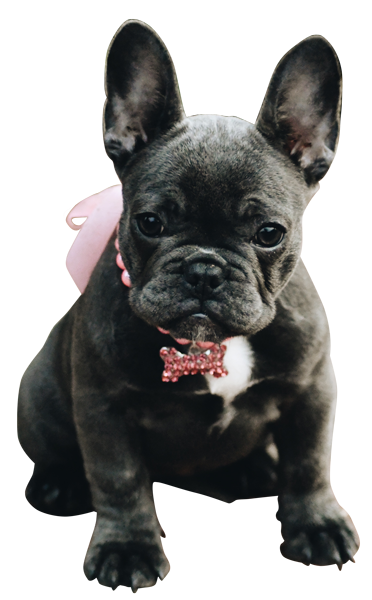 anniecutout600