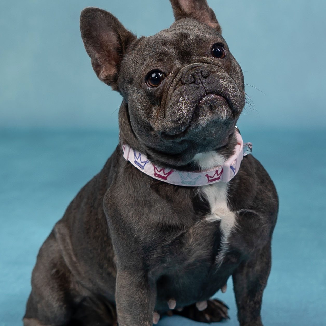 sirena-valentine-dogs-136-Edit