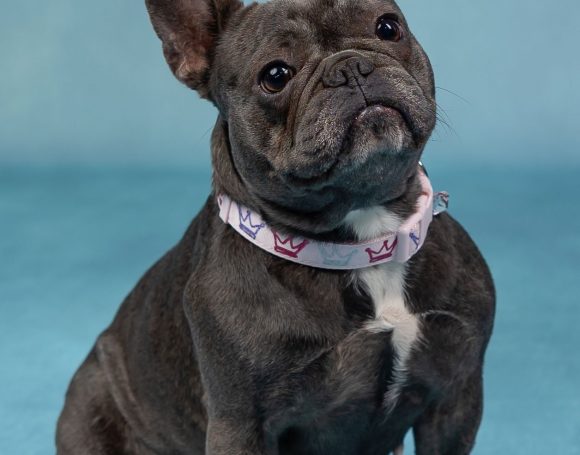 sirena-valentine-dogs-136-Edit