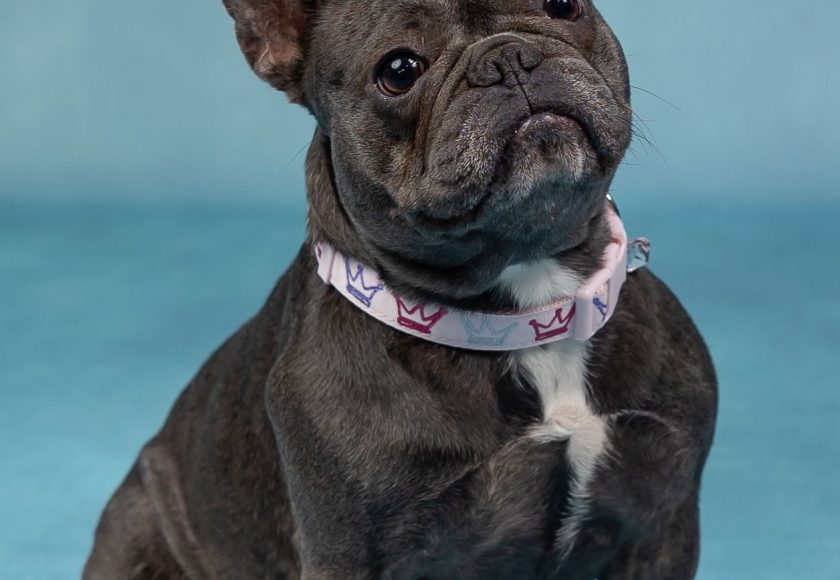 sirena-valentine-dogs-136-Edit