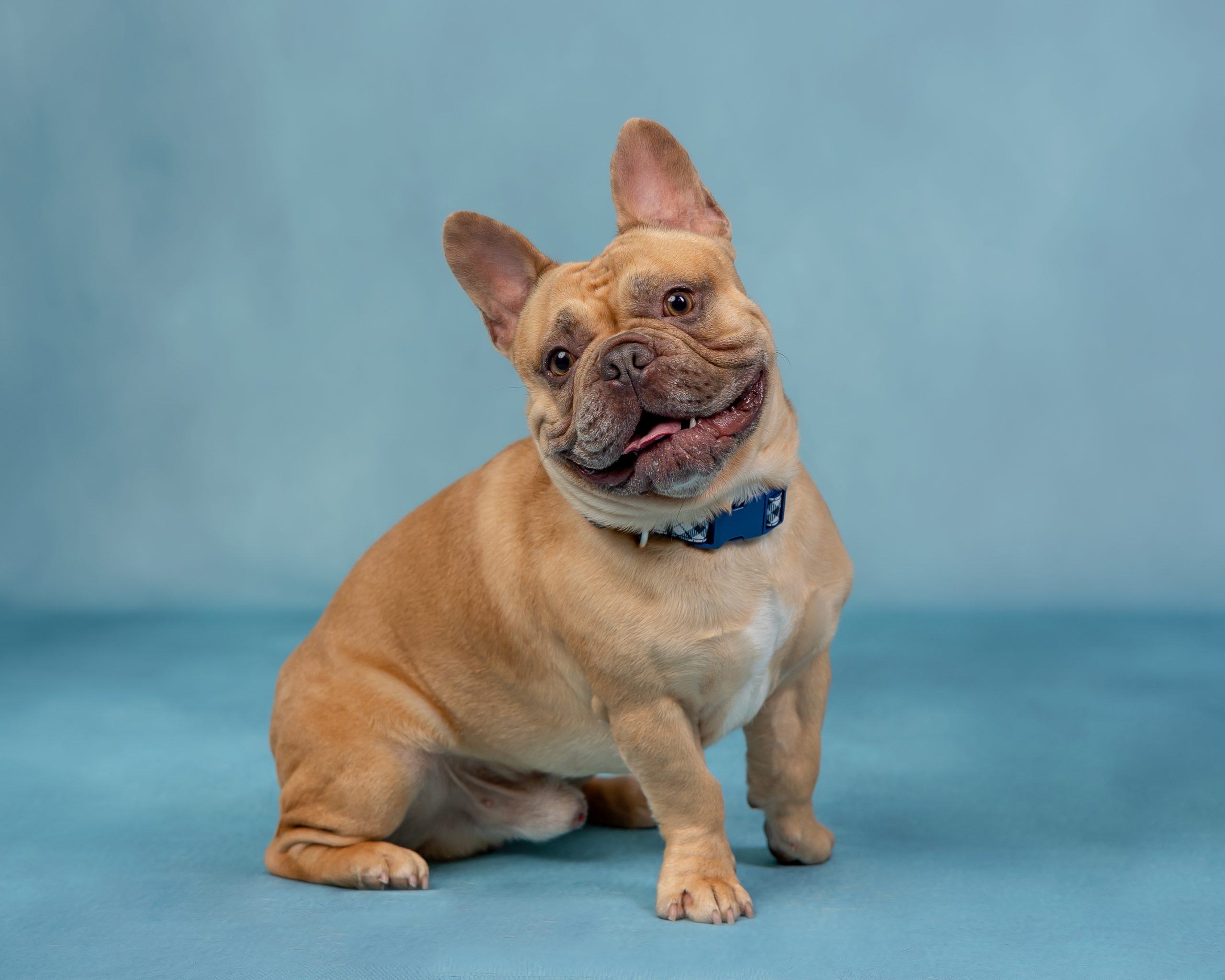 sirena valentine dogs-192-Edit