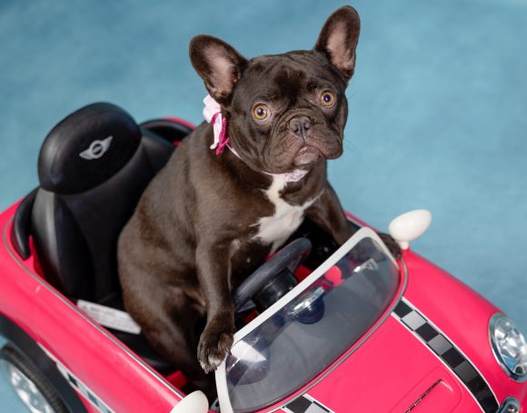 sirena valentine dogs-365-Edit