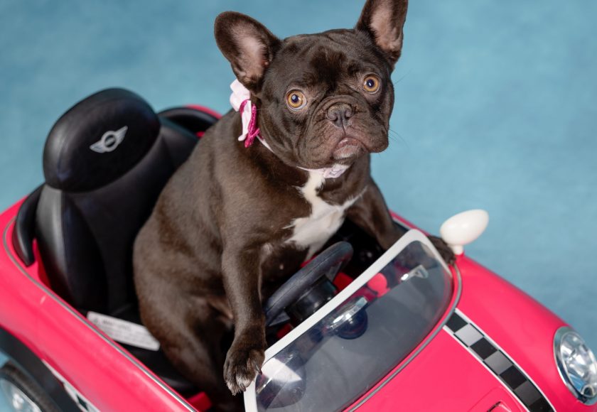 sirena valentine dogs-365-Edit