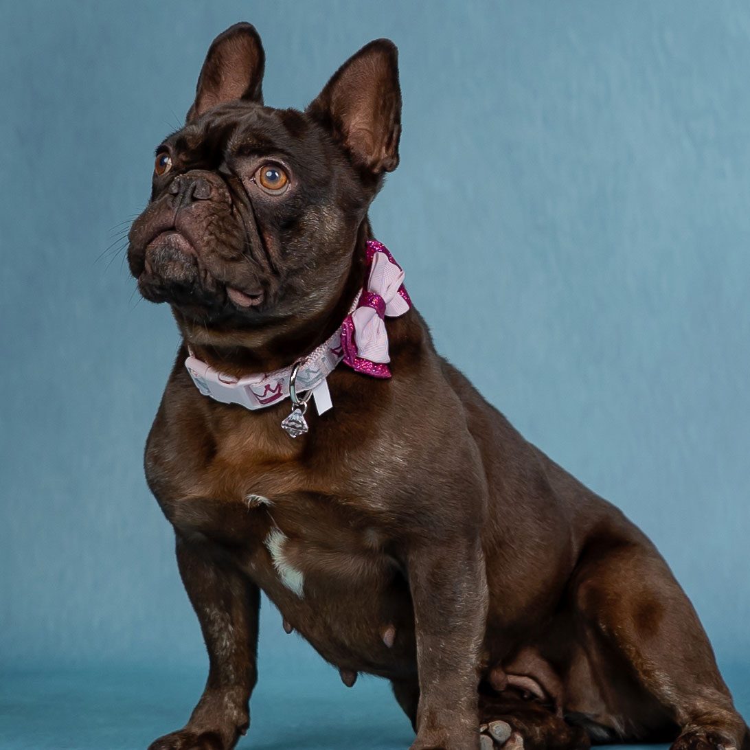 Little Kimber Cocoa