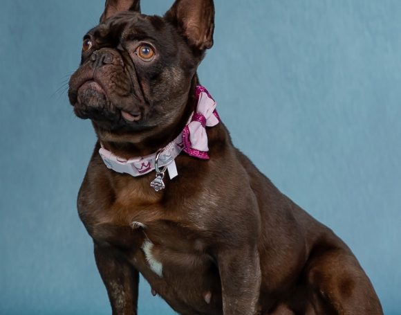 Little Kimber Cocoa