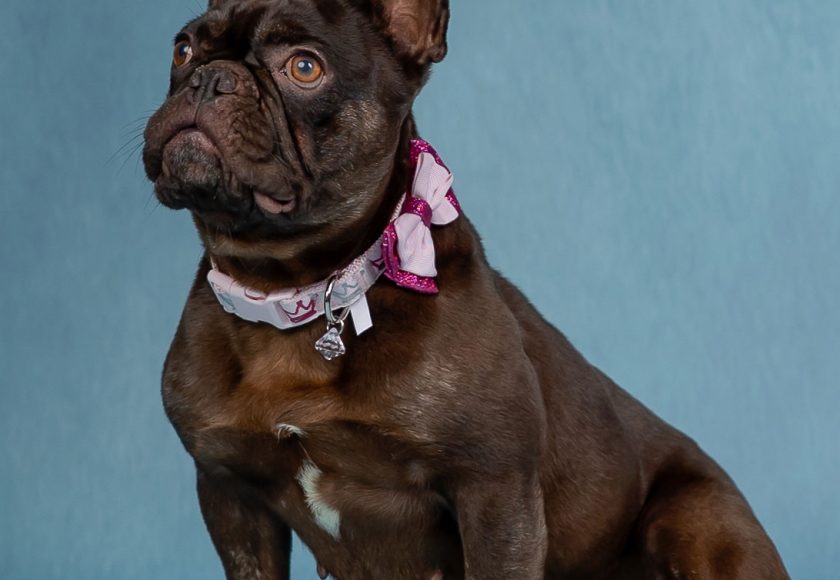 Little Kimber Cocoa