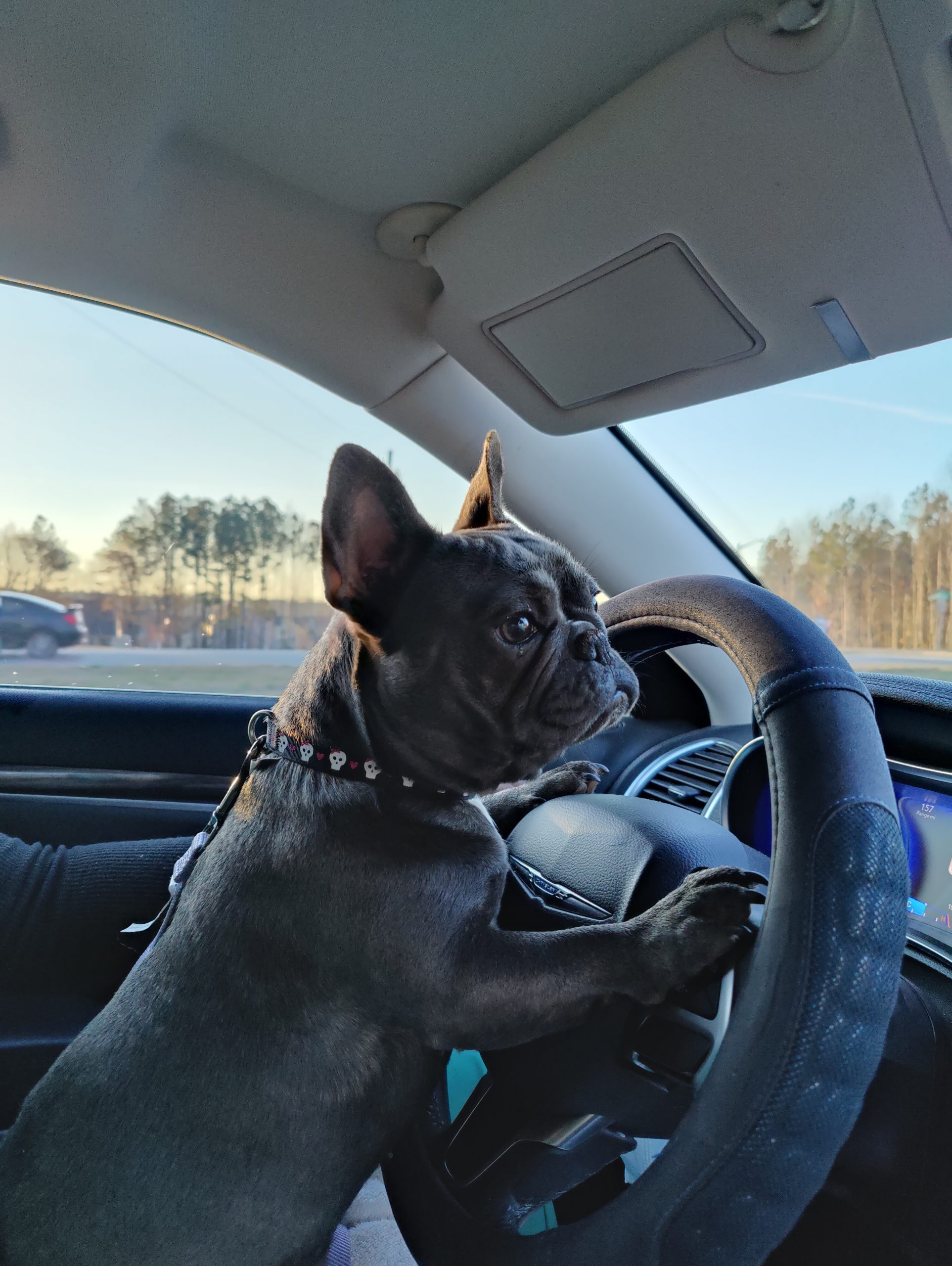 Driving miss Pistol