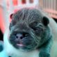 Aolani Pua'a pet photo
