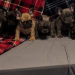 Puppies are Here!