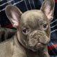 Mike M. pet photo