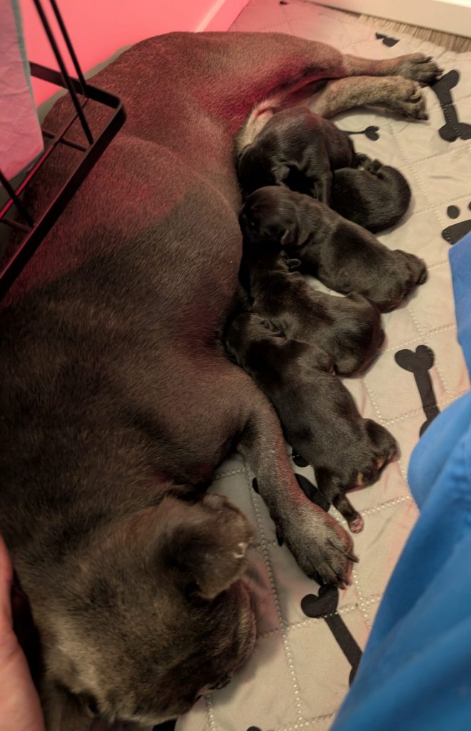 Mom and babies home from the ER vet