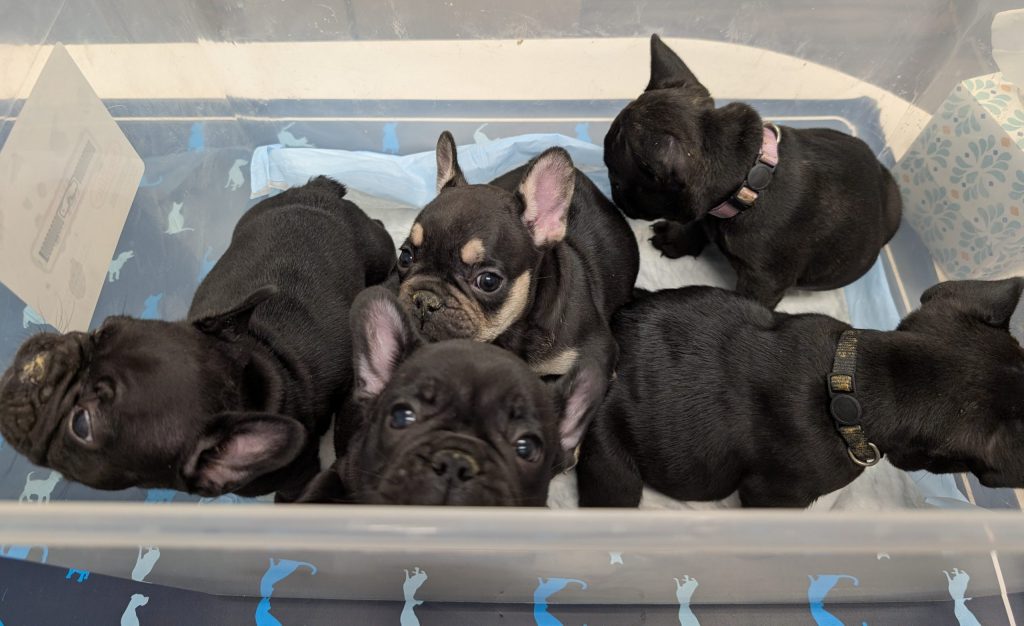 1 visit to the vet!