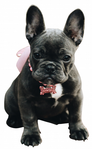 anniecutout Pistol Annie